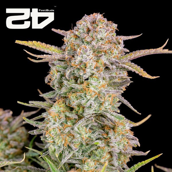 Bruce Banner Autoflower By 42 Fast Buds Usa
