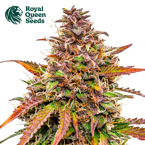 Bubble Kush Autoflower By Royal Queen Seeds