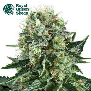 Bubble Kush Feminized By Royal Queen Seeds