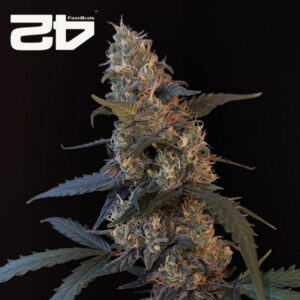 BubbleGum Autoflower By 42 Fast Buds Usa