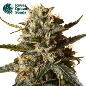 Bubblegum XL Feminized By Royal Queen Seeds