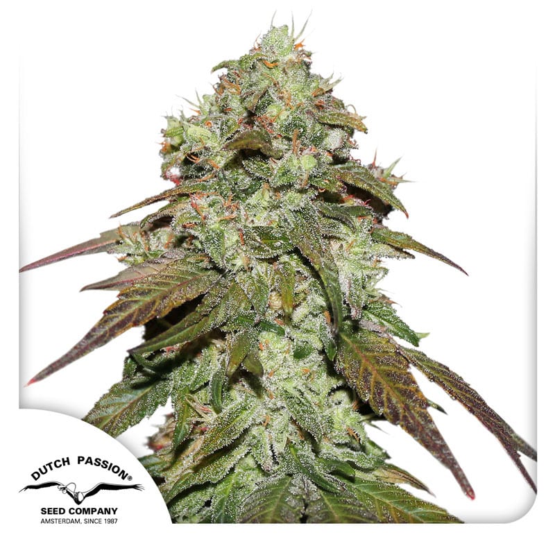CBD Mazar Feminized By Dutch Passion Seed CompanyCBD Mazar Feminized By Dutch Passion Seed Company