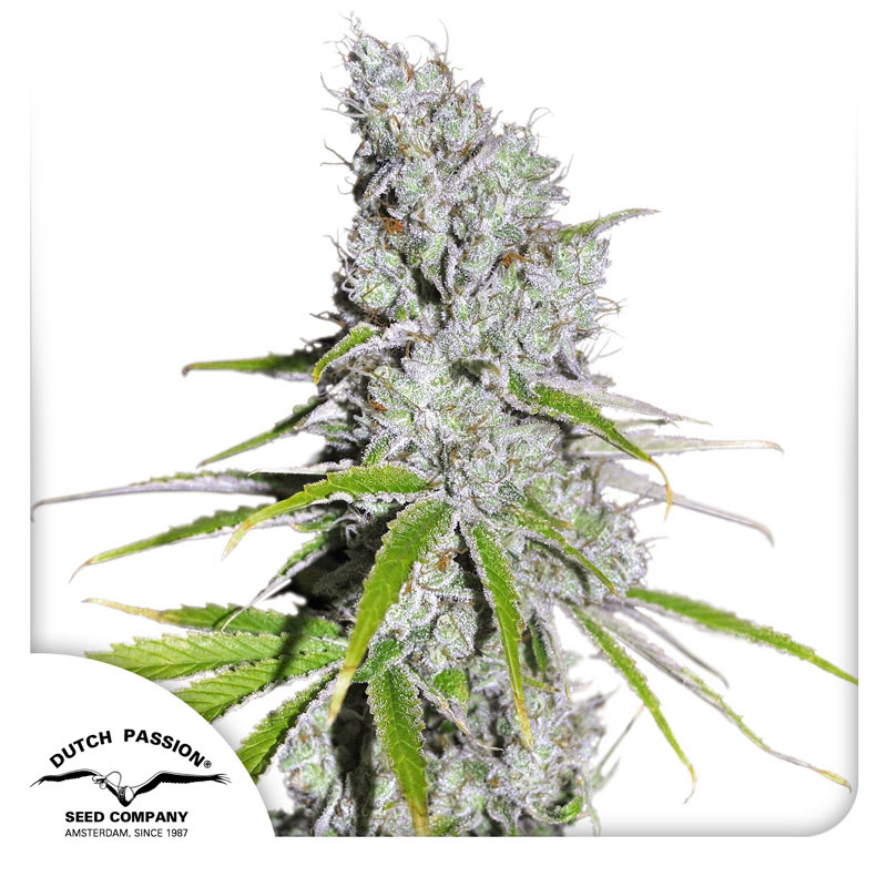 CBD Skunk Haze Feminized By Dutch Passion Seed Company