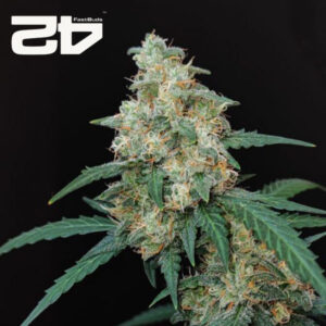 Cheese Autoflower By 42 Fast Buds Usa