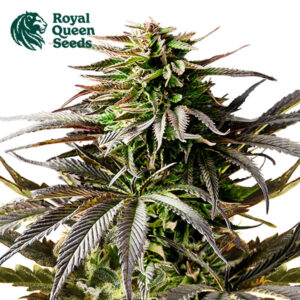 Cherry Pie Autoflower By Royal Queen Seeds