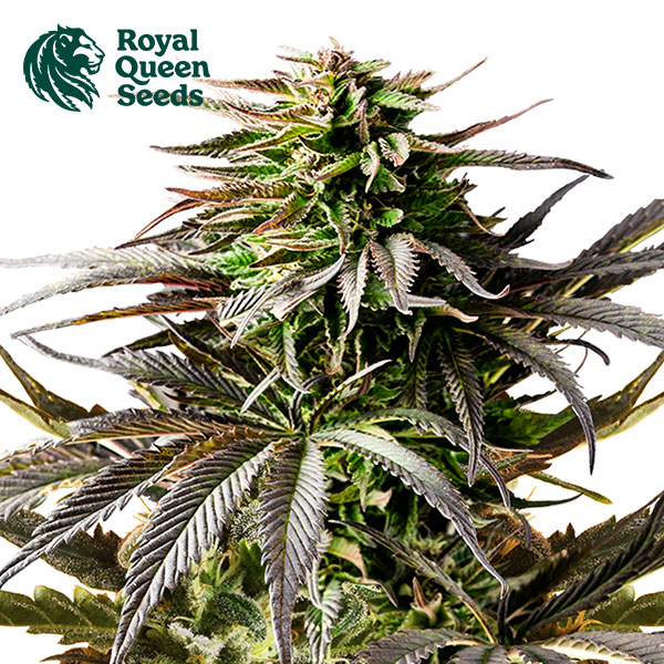 Cherry Pie Autoflower By Royal Queen Seeds