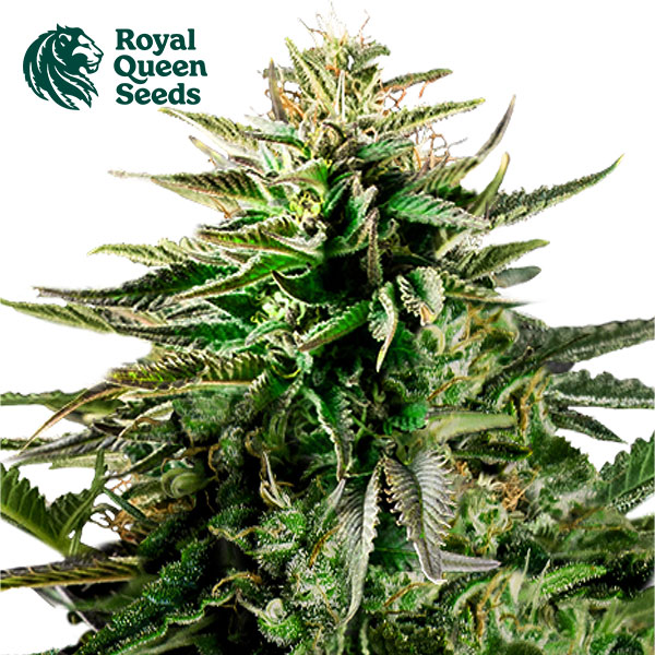 Cherry Pie Feminized By Royal Queen Seeds
