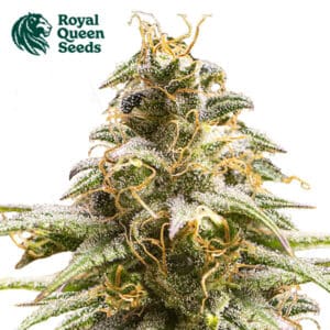 Chocolate Haze Feminized By Royal Queen Seeds