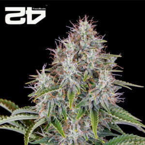 Cinderella Autoflower By 42 Fast Buds Usa
