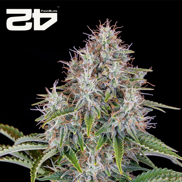 Cinderella Autoflower By 42 Fast Buds Usa