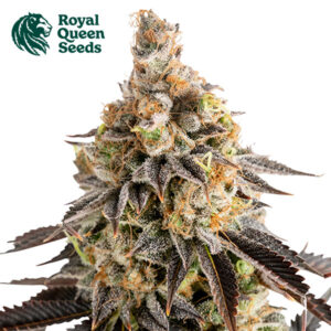 Cookies Gelato Autoflower By Royal Queen Seeds