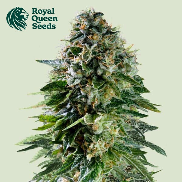 Corkscrew Autoflower By Royal Queen Seeds