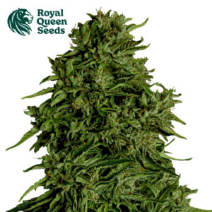Cosmos F1 CBD Autoflower By Royal Queen Seeds