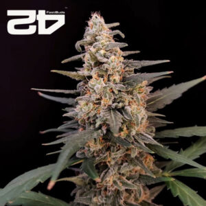 Critical Autoflower By 42 Fast Buds Usa