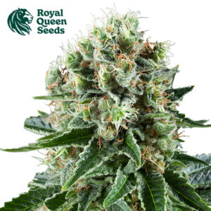 Critical Kush Feminized By Royal Queen Seeds