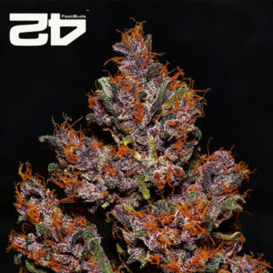 Crystal Meth Autoflower By 42 Fast Buds Usa