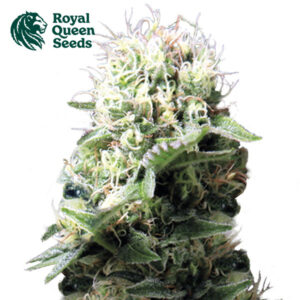 Dance World CBD Feminized By Royal Queen Seeds