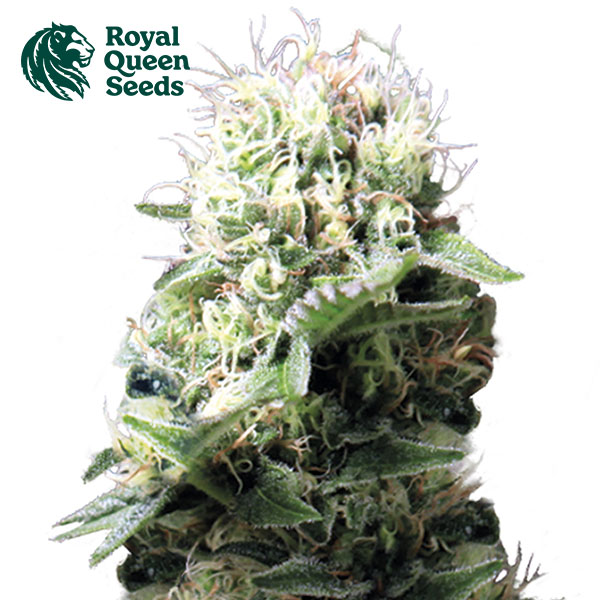 Dance World CBD Feminized By Royal Queen Seeds