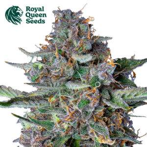 Do-Si-Dos Autoflower By Royal Queen Seeds
