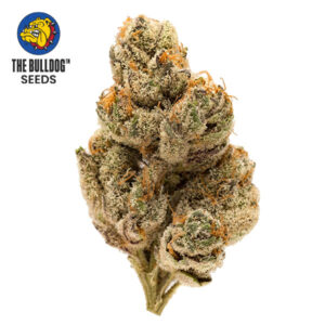 Do-Si-Dos Feminized The Bulldog Seeds