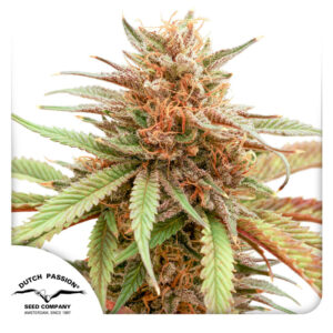 Durban Dew Feminized By Dutch Passion Seed Company