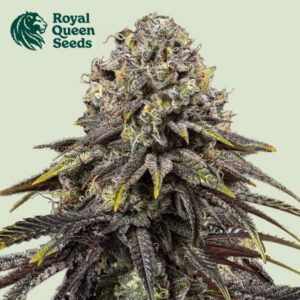 Dynamite Diesel Feminized Royal Queen Seeds