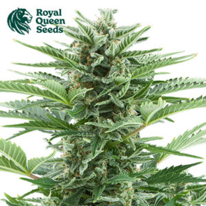 Easy Bud Autoflower By Royal Queen Seeds
