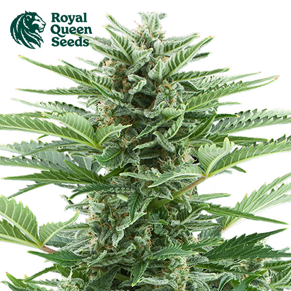 Easy Bud Autoflower By Royal Queen Seeds