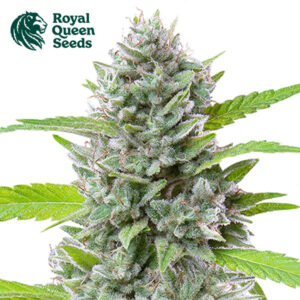 El Patron Feminized By Royal Queen Seeds