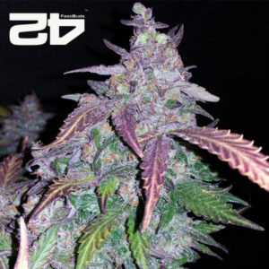Fastberry Autoflower By 42 Fast Buds Usa