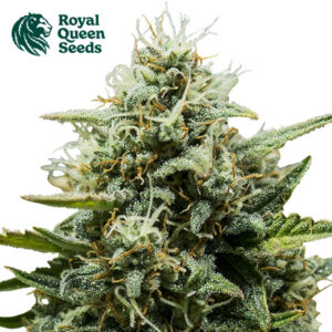 Fat Banana Autoflower By Royal Queen Seeds