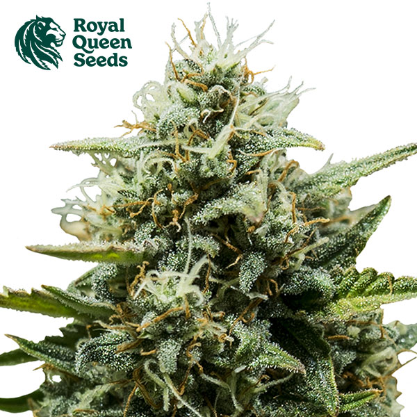 Fat Banana Autoflower By Royal Queen Seeds