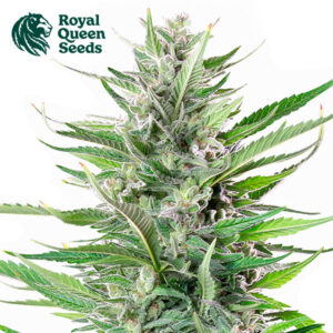 Fat Banana Feminized By Royal Queen Seeds