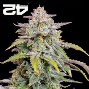 Forbidden Runtz Autoflower By 42 Fast Buds Usa