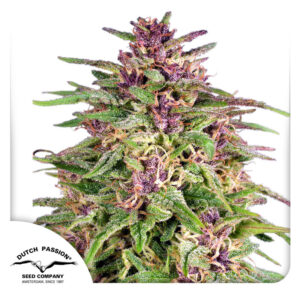 Frisian Dew Feminized By Dutch Passion Seed Company