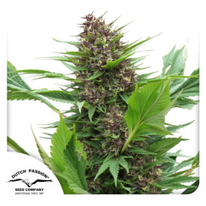 Frisian Duck Feminized By Dutch Passion Seed Company