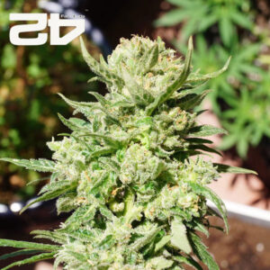 G14 Autoflower By 42 Fast Buds Usa
