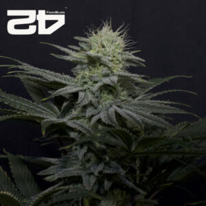 GG4 Sherbet FF Feminized By 42 Fast Buds Usa