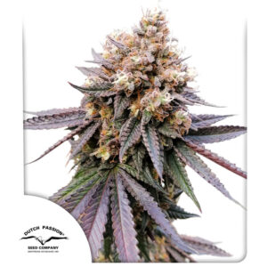 GMO Fast Feminized By Dutch Passion Seed Company