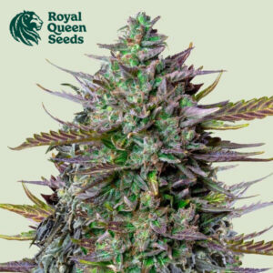 GOAT'lato Autoflower By Royal Queen Seeds