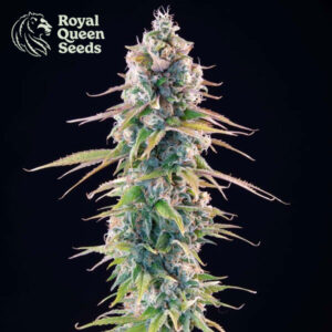 Gelato 44 Feminized Royal Queen Seeds