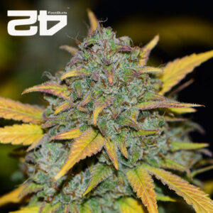 Gelato Autoflower By 42 Fast Buds Usa