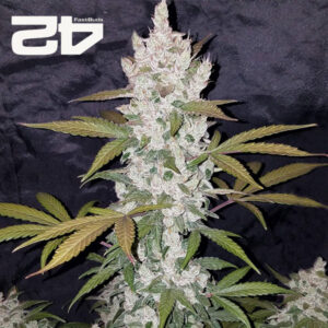 Girl Scout Cookies Autoflower By 42 Fast Buds Usa