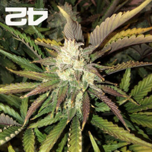 Gorilla Autoflower By 42 Fast Buds Usa