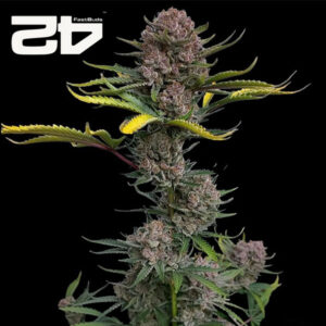 Gorilla Punch Autoflower By 42 Fast Buds Usa