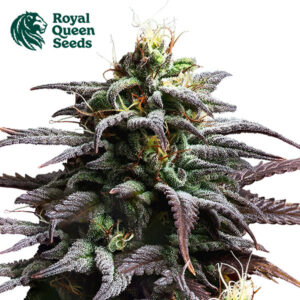 Granddaddy Purple Autoflower By Royal Queen Seeds