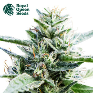Granddaddy Purple Feminized By Royal Queen Seeds