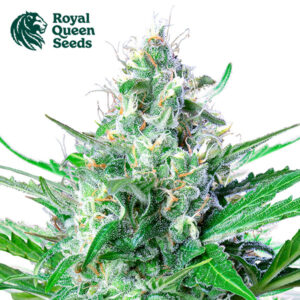 Grape Ape Feminized By Royal Queen Seeds