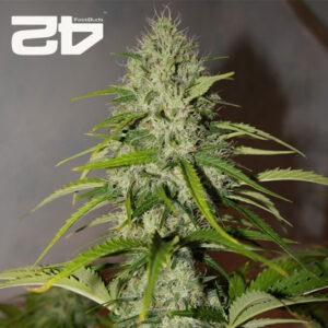 Grapefruit Autoflower By 42 Fast Buds Usa