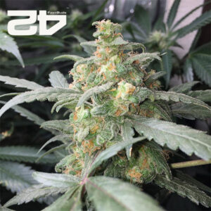 Green Crack Autoflower By 42 Fast Buds Usa